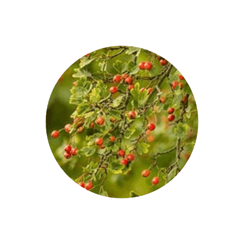 Brain C-13-Tongkat Ali