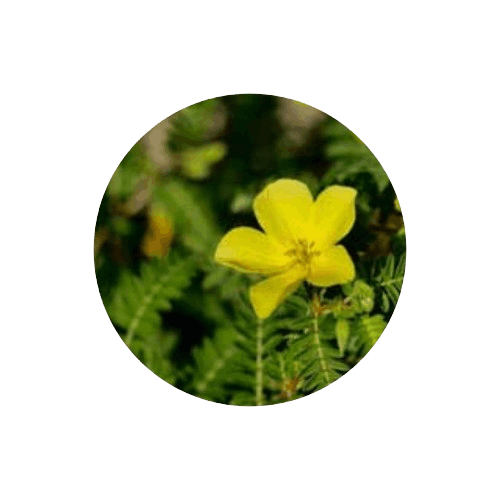 Brain C-13-Horny Goat Weed (Epimedium)