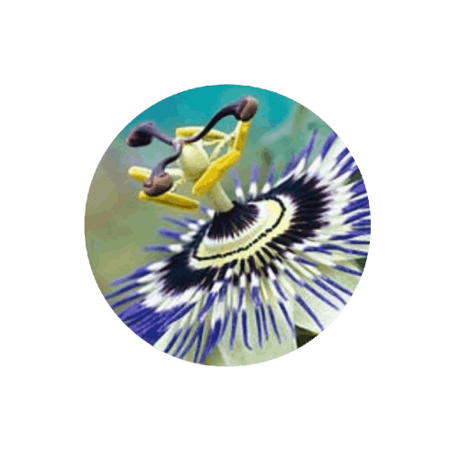 Brain C-13-Tribulus Terrestris