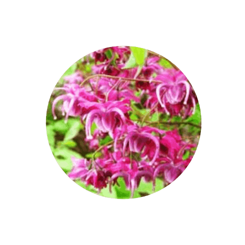 Brain C-13-Saw Palmetto